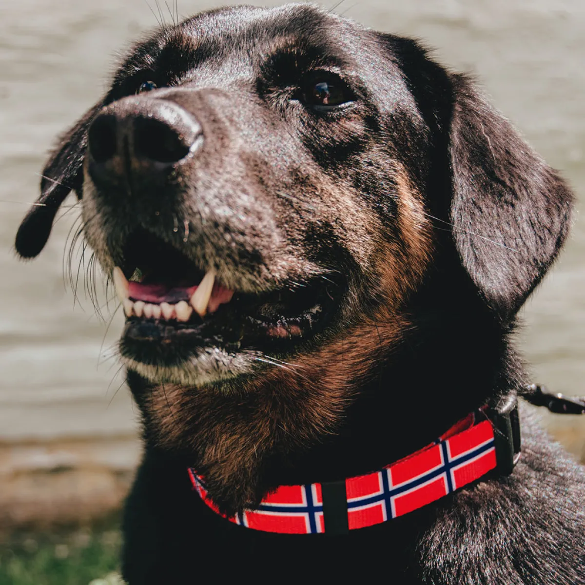 Vesterheim Pets | Outdoor-Norwegian Flag Pet Collar